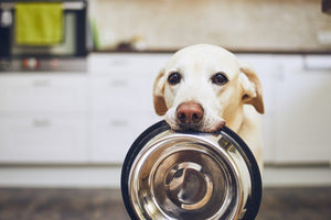 Exploring Brain Health Supplements for Pets: Fact or Fad?