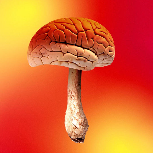 BrainTree Nutrition-Blog-Psychedelics For Brain Health and Mental Health PTSD