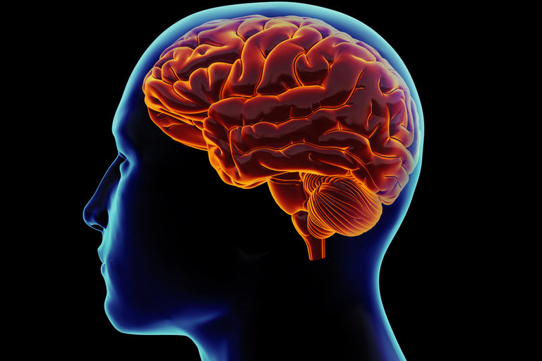 The Role of Vitamin C in Brain Health