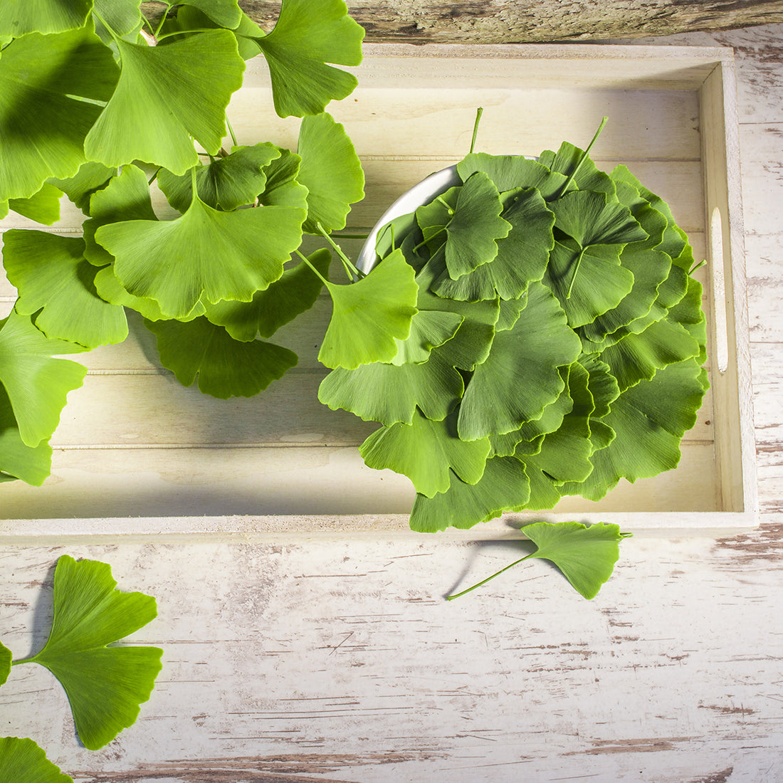 BrainTree Nutrition-Blog-Ginkgo Biloba