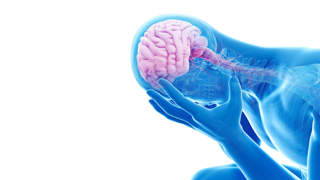 Understanding the Impact of Chronic Stress on the Brain