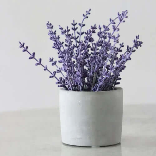 BrainTree Nutrition Supplements - Lavender