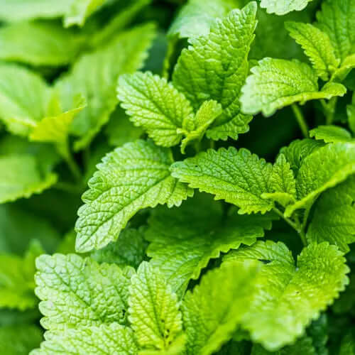 BrainTree Nutrition Supplements - Lemon Balm