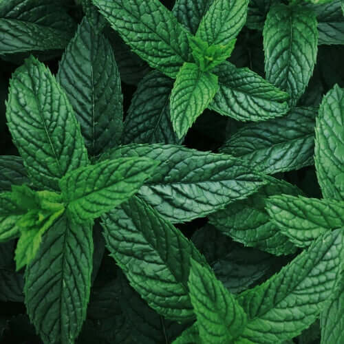 BrainTree Nutrition Supplements - Peppermint