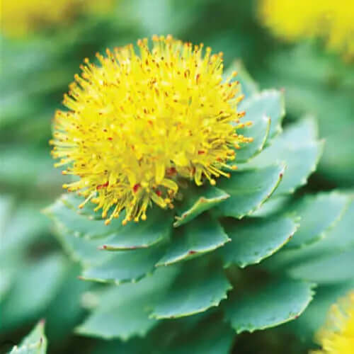 BrainTree Nutrition Supplements - Rhodiola
